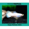 Guppy platinum white