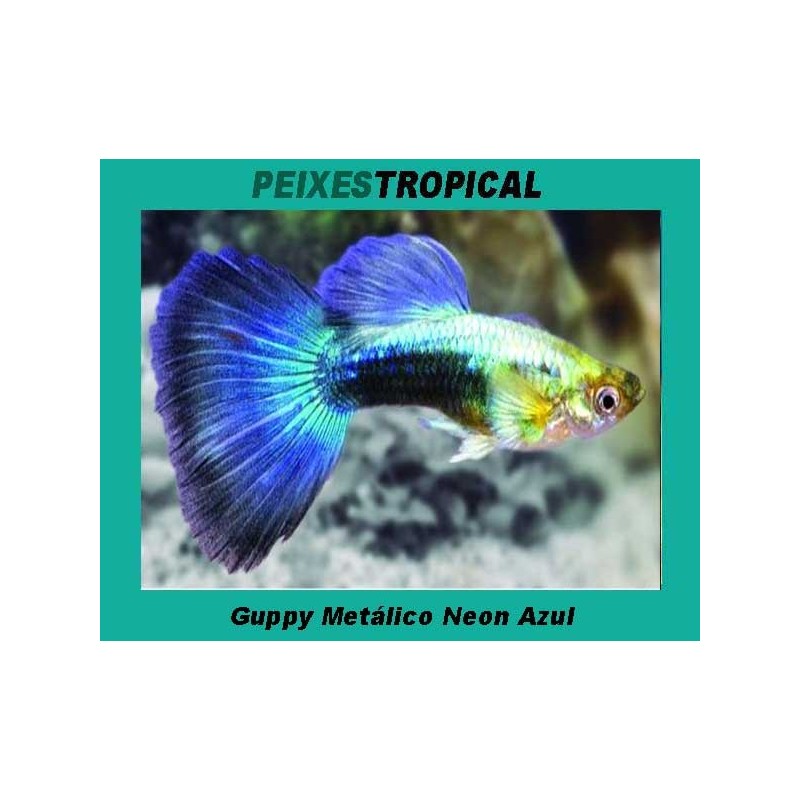 Guppy Metálico Neon Azul MACHO