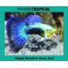 Guppy Metálico Neon Azul MACHO
