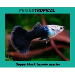 Guppy black tuxedo