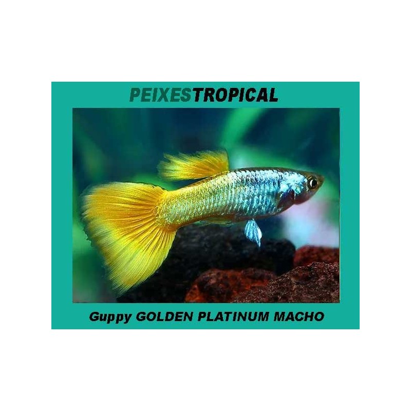 Guppy Golden Platinum