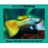 Guppy Golden Platinum