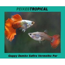 Guppy Dumbo Safira  (Par)
