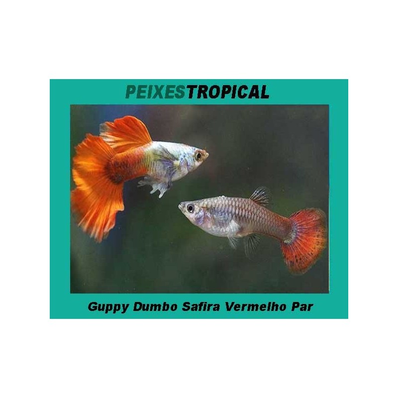 Guppy Dumbo Safira  (Par)
