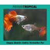 Guppy Dumbo Safira  (Par)