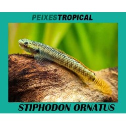 STIPHODON ORNATUS