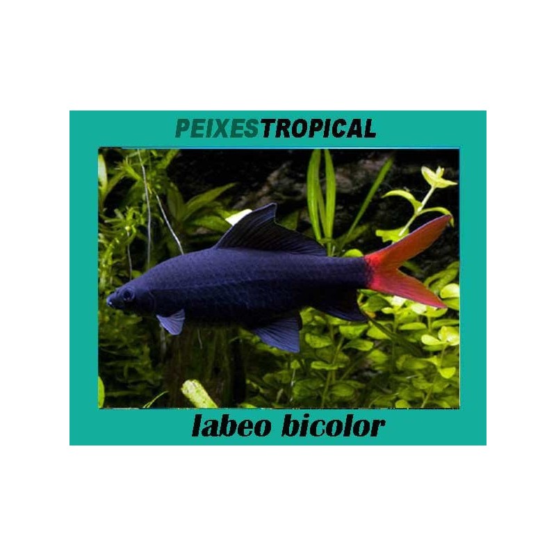 Labeo bicolor
