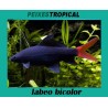Labeo bicolor
