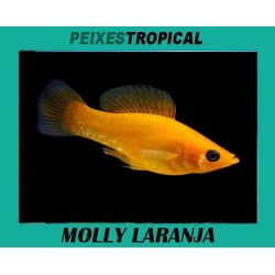 MOLLY LARANJA
