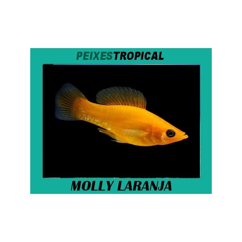 MOLLY LARANJA
