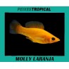 MOLLY LARANJA