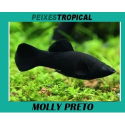 MOLLY PRETO