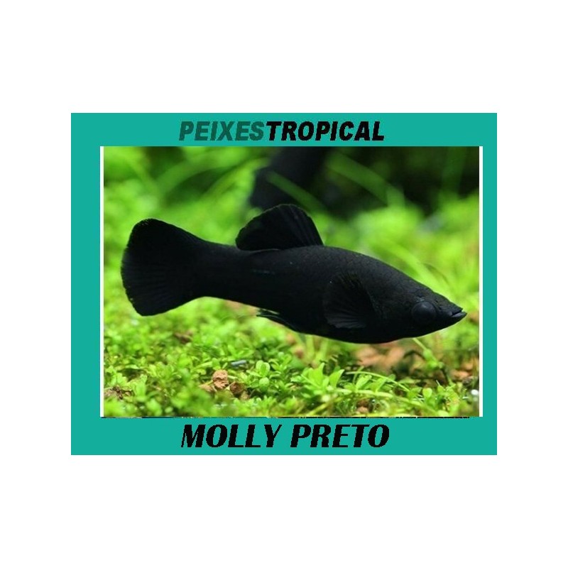 MOLLY PRETO