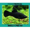 MOLLY PRETO