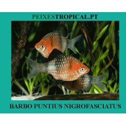 BARBET PUNTIUS NIGROFASCIATUS