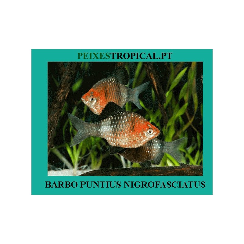 BARBET PUNTIUS NIGROFASCIATUS