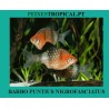 BARBET PUNTIUS NIGROFASCIATUS