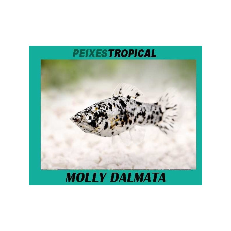 MOLLY DALMATA