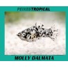 MOLLY DALMATA