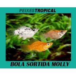 BOLA SORTIDA MOLLY