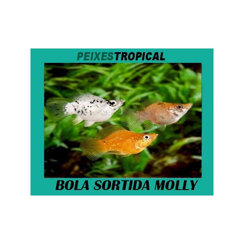 BOLA SORTIDA MOLLY