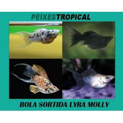 MOLLY BOLA SORTIDA LYRA