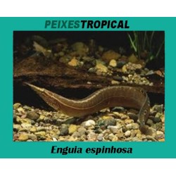 Enguia espinhosa