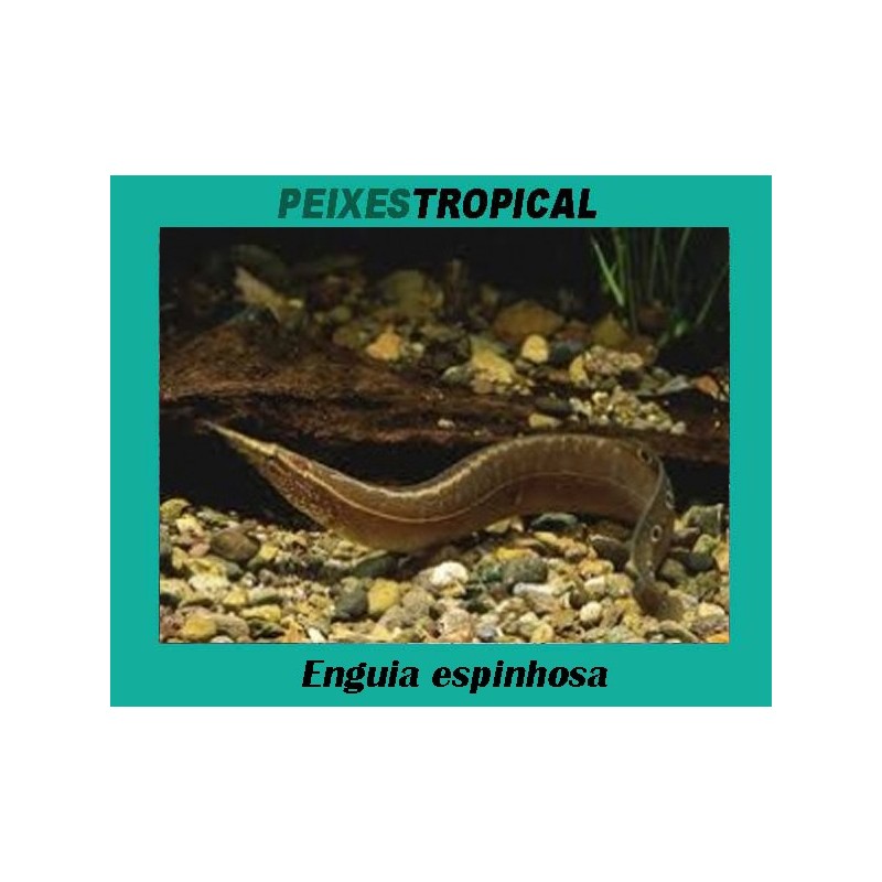 Enguia espinhosa