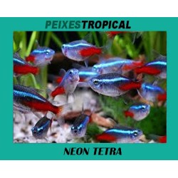 NEON TETRA
