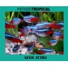 NEON TETRA