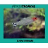 Tetra bêbado