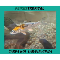 CARPA KOI LARANJA-CINZA 6-7 CM