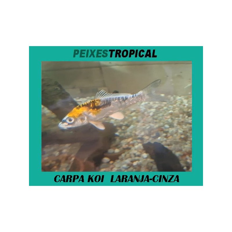 CARPA KOI LARANJA-CINZA 6-7 CM
