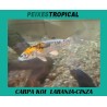 CARPA KOI LARANJA-CINZA 6-7 CM