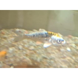 CARPA KOI LARANJA-CINZA 6-7 CM