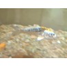 CARPA KOI LARANJA-CINZA 6-7 CM