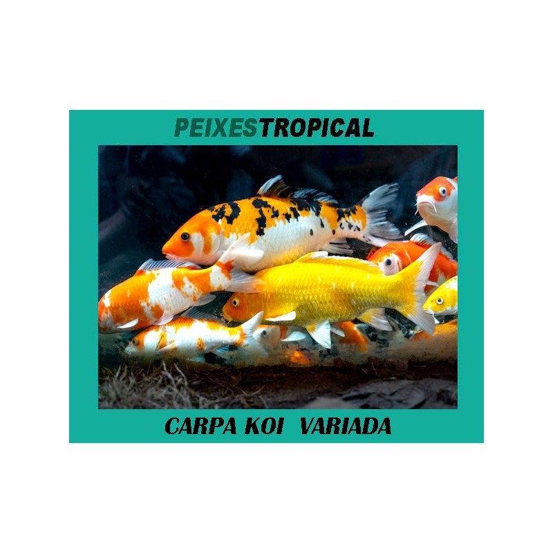 CARPA KOI VARIADA  8 CM