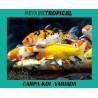 CARPA KOI VARIADA  8 CM