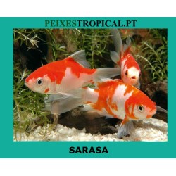 SARASA