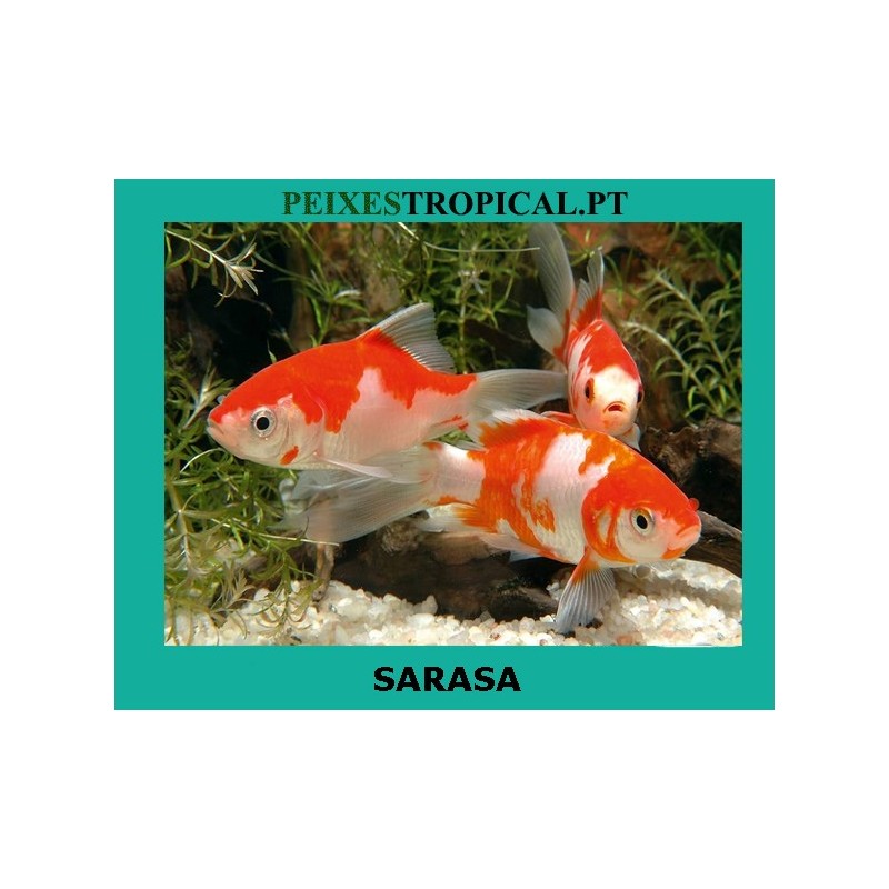 SARASA
