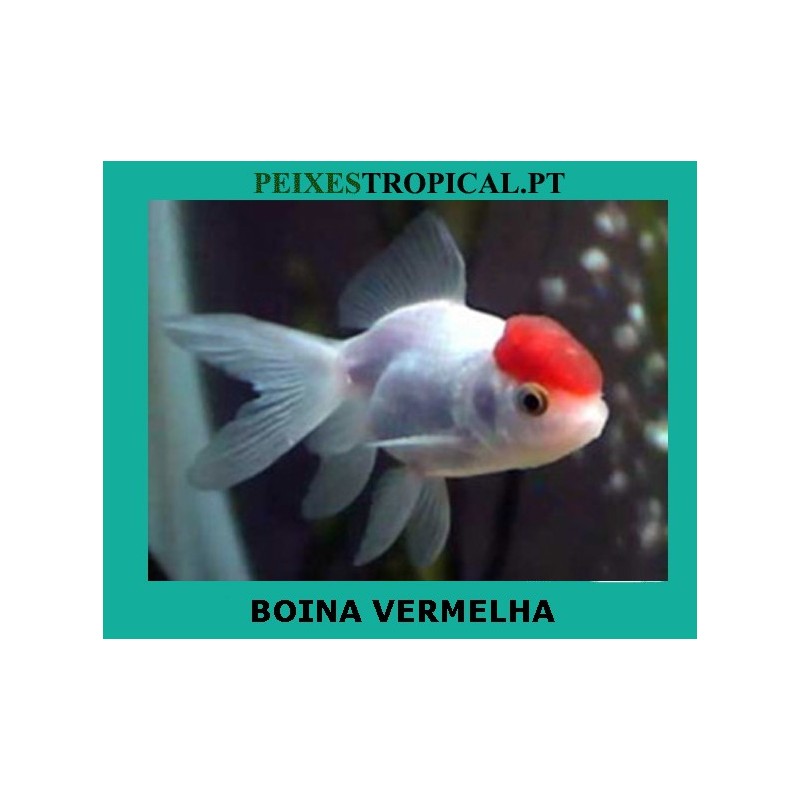 BOINA VERMELHA