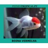 BOINA VERMELHA