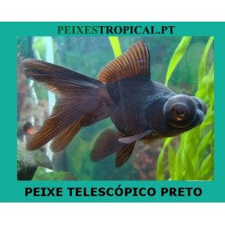 PEIXE TELESCÓPICO PRETO
