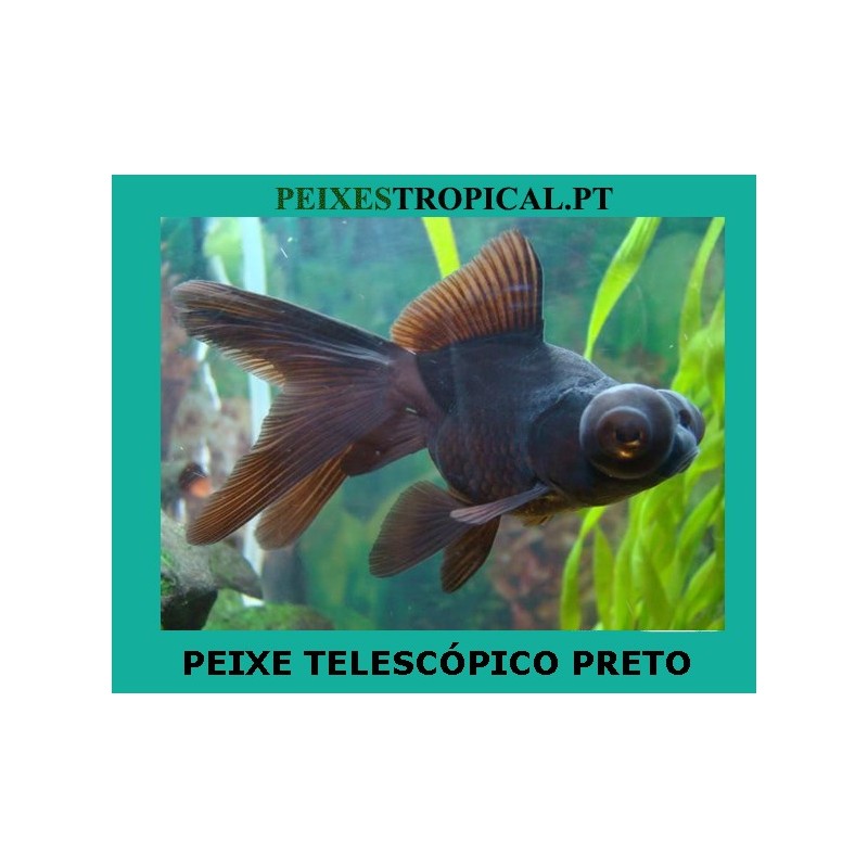 PEIXE TELESCÓPICO PRETO