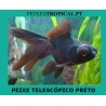 PEIXE TELESCÓPICO PRETO