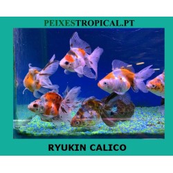 RYUKIN CALICO