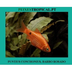 PUNTIUS CONCHONIUS, BARBET...