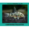 CORYDORA PALEATUS