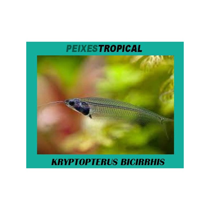 KRYPTOPTERUS BICIRRHIS. Bagre de cristal