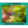 KRYPTOPTERUS BICIRRHIS. Bagre de cristal